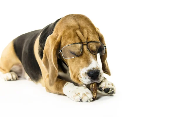 Funny Dog Beagle Transparent Glasses White Background — Stock Photo, Image