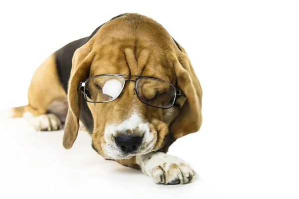 Funny Dog Beagle Transparent Glasses White Background — Stock Photo, Image