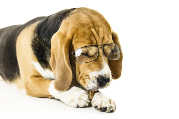 funny dog beagle in transparent glasses on a white background