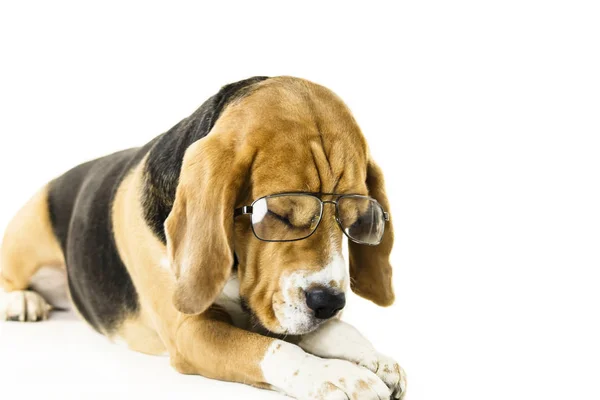 Funny Dog Beagle Transparent Glasses White Background — Stock Photo, Image