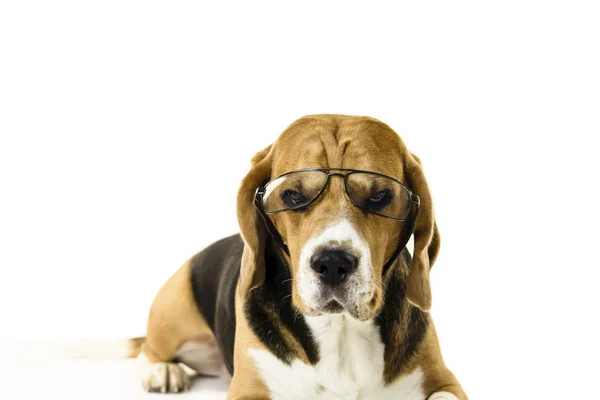 Divertido Perro Beagle Gafas Transparentes Sobre Fondo Blanco — Foto de Stock