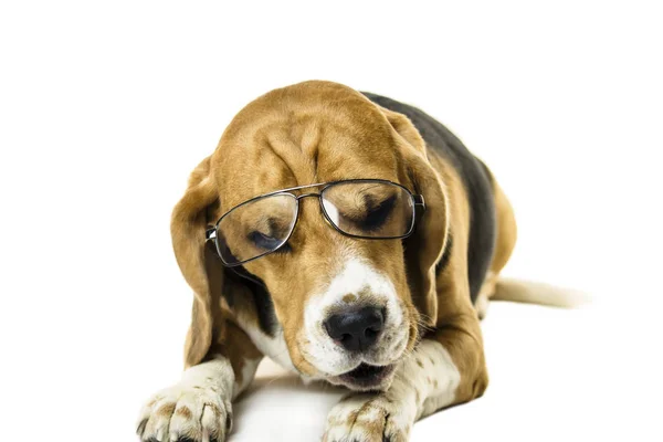 Engraçado Cão Beagle Óculos Transparentes Fundo Branco — Fotografia de Stock
