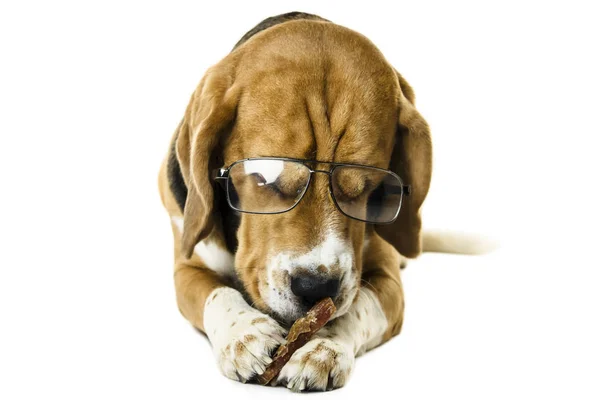 Funny Dog Beagle Transparent Glasses White Background — Stock Photo, Image