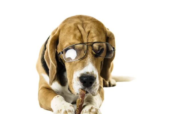 Divertido Perro Beagle Gafas Transparentes Sobre Fondo Blanco — Foto de Stock