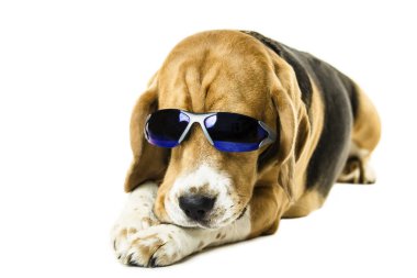 Beyaz arka plan üzerinde güneş gözlüklü şirin komik beagle köpek