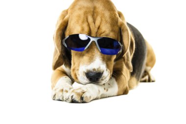 Beyaz arka plan üzerinde güneş gözlüklü şirin komik beagle köpek