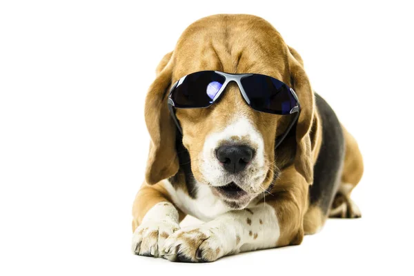 Beyaz arka plan üzerinde güneş gözlüklü şirin komik beagle köpek