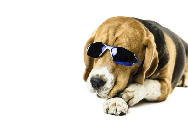 Divertente Simpatico Cane Beagle Occhiali Sole Sfondo Bianco — Foto Stock