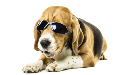 Beyaz arka plan üzerinde güneş gözlüklü şirin komik beagle köpek