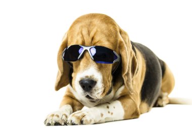 Beyaz arka plan üzerinde güneş gözlüklü şirin komik beagle köpek