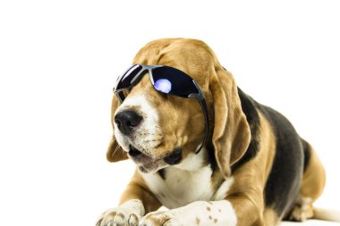 Beyaz arka plan üzerinde güneş gözlüklü şirin komik beagle köpek