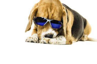 Beyaz arka plan üzerinde güneş gözlüklü şirin komik beagle köpek