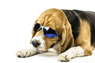 Beyaz arka plan üzerinde güneş gözlüklü şirin komik beagle köpek