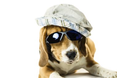 güneş gözlüğü ve şapka beyaz bir arka plan üzerinde şirin komik beagle köpek