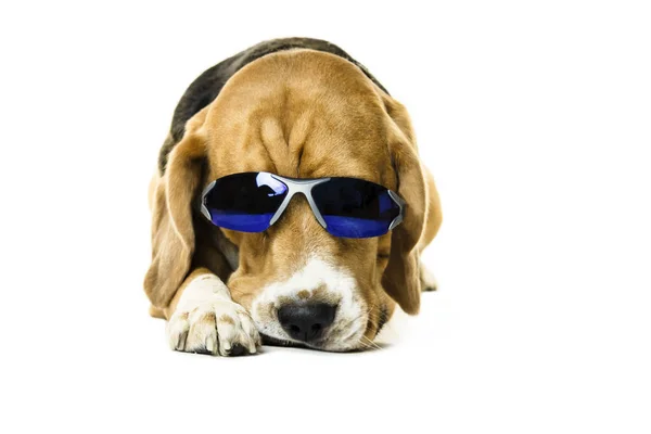 Engraçado Bonito Beagle Cão Óculos Sol Fundo Branco — Fotografia de Stock