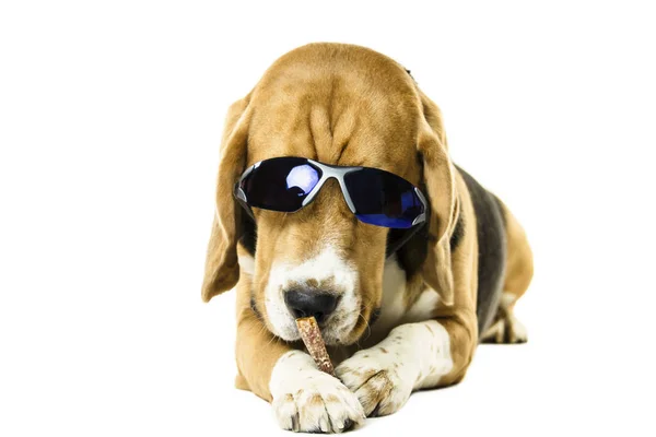 有趣的可爱的猎狗在太阳镜在白色背景 — 图库照片