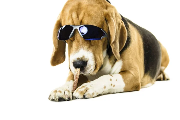 Divertido Lindo Perro Beagle Gafas Sol Sobre Fondo Blanco —  Fotos de Stock