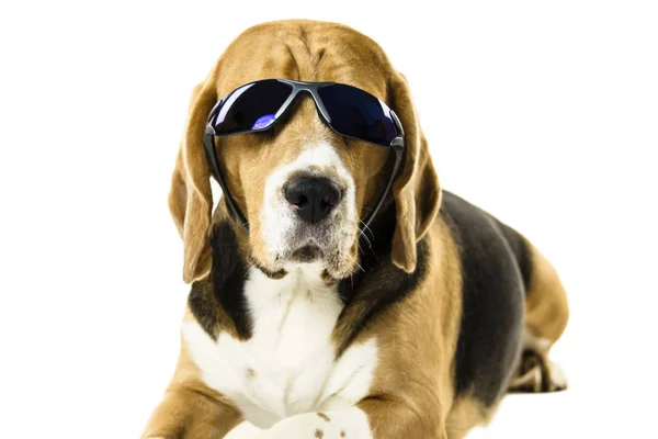 Divertido Lindo Perro Beagle Gafas Sol Sobre Fondo Blanco —  Fotos de Stock