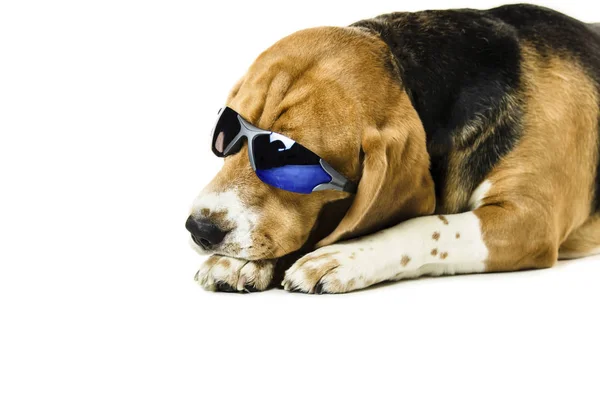 Αστείο Χαριτωμένο Beagle Σκύλος Γυαλιά Ηλίου Λευκό Φόντο — Φωτογραφία Αρχείου