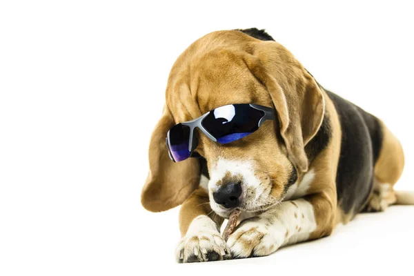 Divertido Lindo Perro Beagle Gafas Sol Sobre Fondo Blanco — Foto de Stock