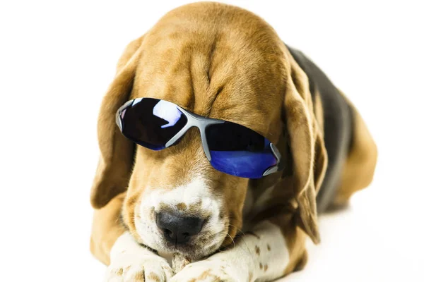 Beyaz Arka Plan Üzerinde Güneş Gözlüklü Şirin Komik Beagle Köpek — Stok fotoğraf