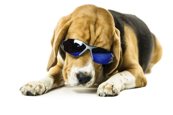 Engraçado Bonito Beagle Cão Óculos Sol Fundo Branco — Fotografia de Stock