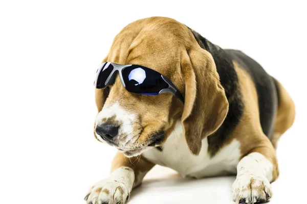 Beyaz Arka Plan Üzerinde Güneş Gözlüklü Şirin Komik Beagle Köpek — Stok fotoğraf