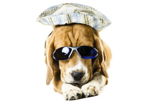 Divertido Lindo Perro Beagle Gafas Sol Sombrero Sobre Fondo Blanco — Foto de Stock