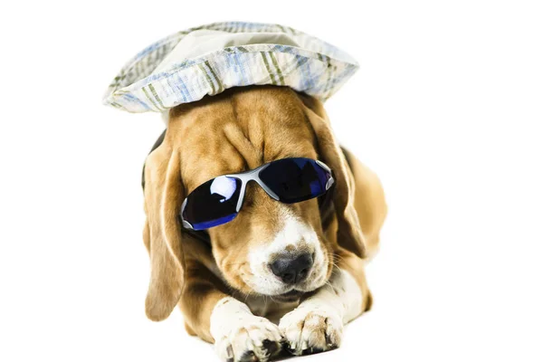 Engraçado Bonito Cão Beagle Óculos Sol Chapéu Fundo Branco — Fotografia de Stock