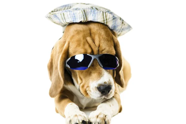 Αστείο Χαριτωμένο Beagle Σκύλος Γυαλιά Ηλίου Και Καπέλο Λευκό Φόντο — Φωτογραφία Αρχείου