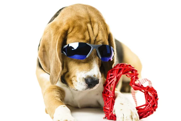 Engraçado Bonito Beagle Cão Óculos Sol Segurando Coração Vermelho Fundo — Fotografia de Stock