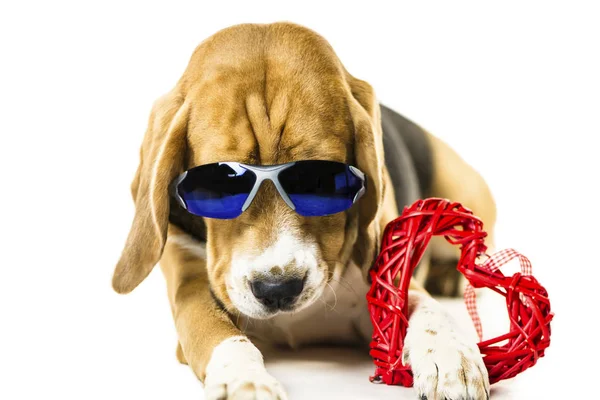 Divertido Lindo Perro Beagle Gafas Sol Sosteniendo Corazón Rojo Sobre — Foto de Stock