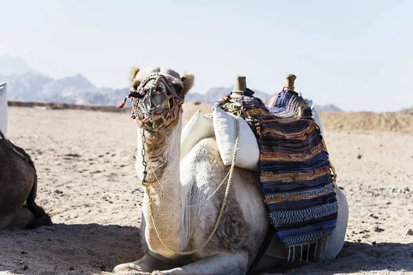 Weißes Kamel Der Wüste Afrika — Stockfoto