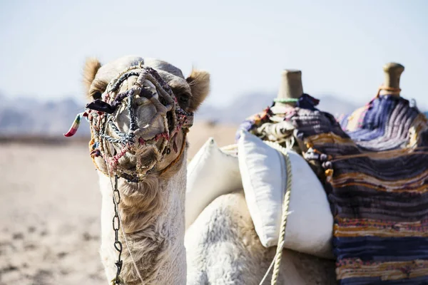 Camelo Branco Deserto África — Fotografia de Stock