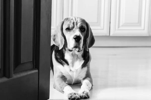 Ładny Piesek Beagle Siedzi Podłodze Pobliżu Drzwi — Zdjęcie stockowe
