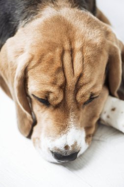 sevimli köpek beagle yakın yere kadar üzgün