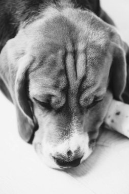 sevimli köpek beagle yakın yere kadar üzgün