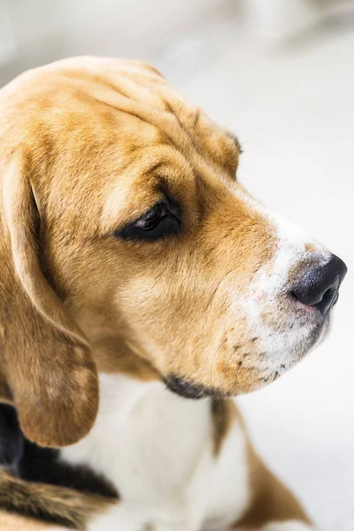 Lindo Perro Beagle Triste Suelo Cerca — Foto de Stock