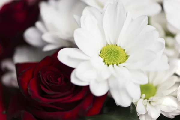 Bellissimo Bouquet Fiori Margherita Rose Rosse Sfondo — Foto Stock