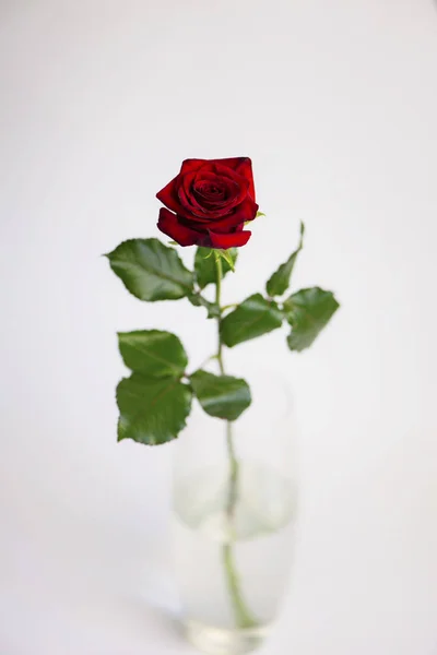 Bella Rosa Rossa Amore Sfondo — Foto Stock