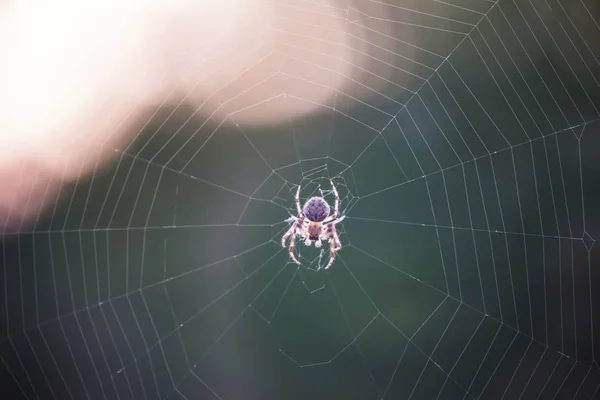 Ragno Tesse Una Ragnatela Primo Piano Sfondo Macro — Foto Stock