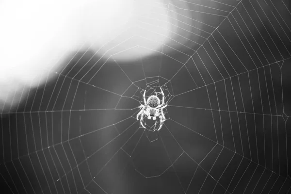Spinne Webt Ein Netz Aus Nahaufnahmen Makro Hintergrund — Stockfoto