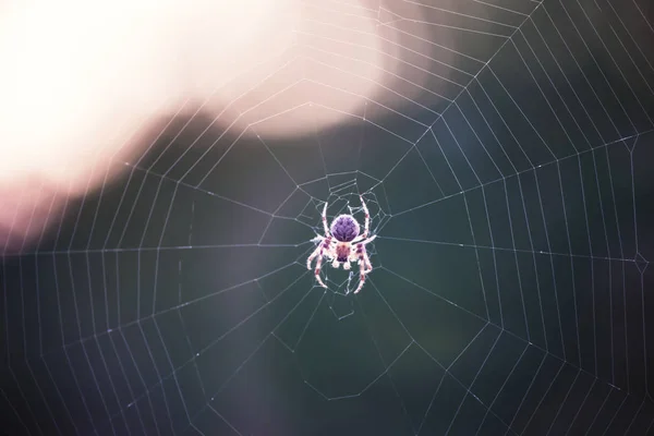 Araña Teje Una Red Primer Plano Fondo Macro — Foto de Stock