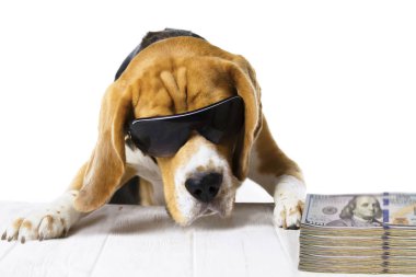 business, the dog boss in the office earns and recounts money, work abstraction clipart