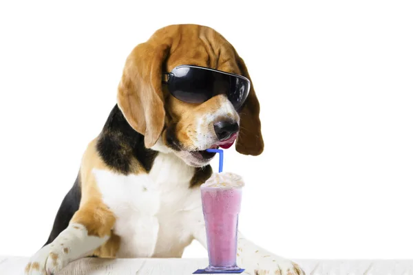 Fruta Helado Cóctel Bebida Lindo Perro Sobre Fondo Blanco Vacaciones —  Fotos de Stock