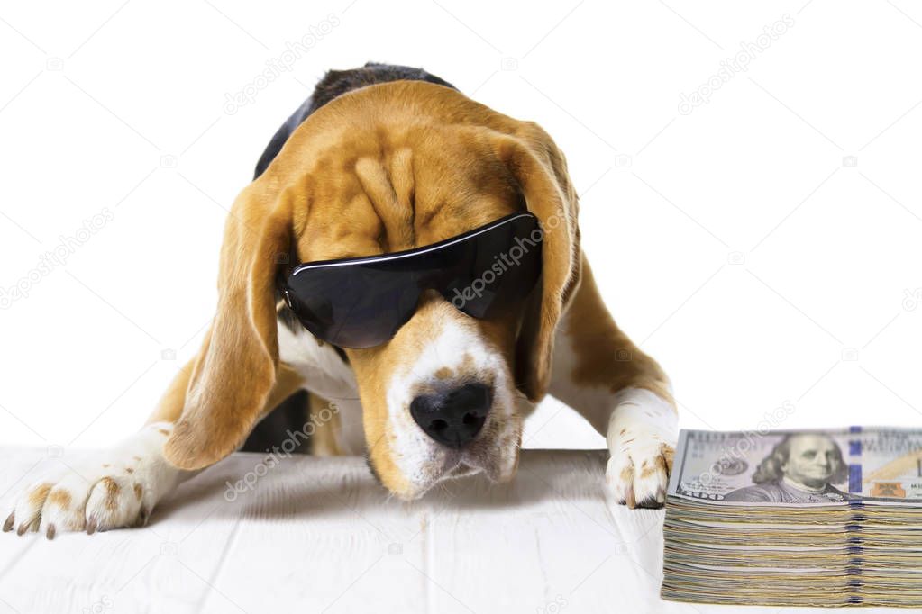 business, the dog boss in the office earns and recounts money, work abstraction