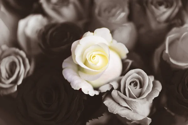 Rosa Bianca Uno Sfondo Rose Scure Astrazione Sempre Bianco Nella — Foto Stock