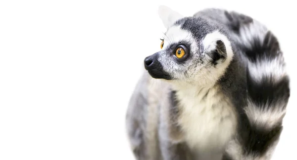 Cute Lemur Zwierząt Patrzy Zaskoczonych Oczu Białym Tle — Zdjęcie stockowe