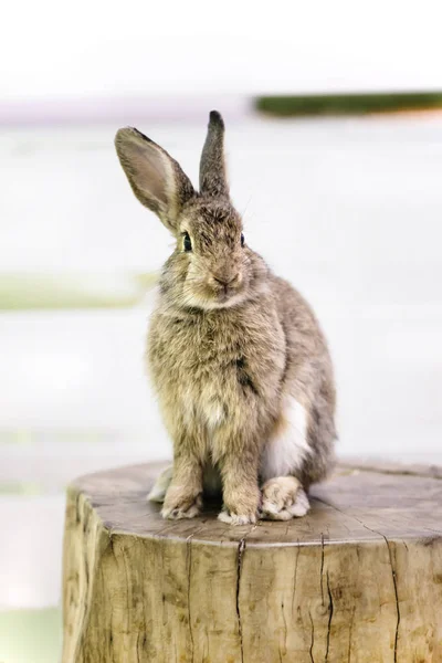 Смішні Милі Мрії Тваринного Кролика Сидять Дерев Яному Пні — стокове фото