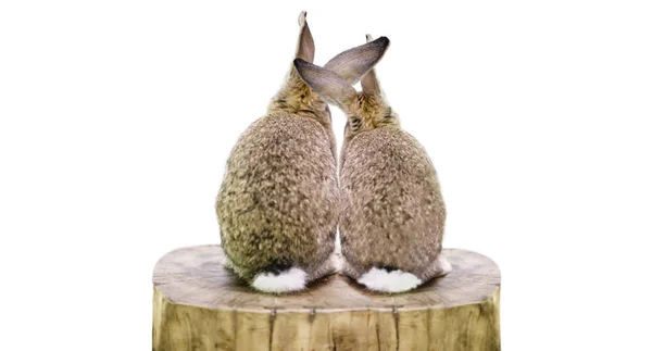 Dos Lindos Conejos Animales Hombre Mujer Aman Sobre Fondo Blanco —  Fotos de Stock